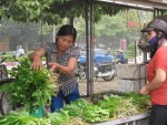 Sản xuất rau an toàn: Cần một chiến lược dài hơi