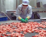 Giá cá tra tại Mỹ và EU có xu hướng tăng