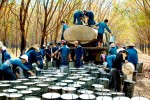 Giá cao su thiên nhiên có xu hướng tăng