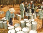 Tuần qua, giá cao su thiên nhiên tiếp tục tăng