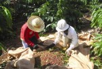 Vướng hoàn thuế VAT,  nhiều doanh nghiệp cà phê ngưng xuất khẩu