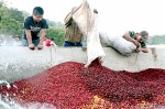 Đồng Nai đã xuất khẩu gần 173 ngàn tấn cà phê