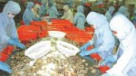 Tôm nguyên liệu: Đau đầu doanh nghiệp