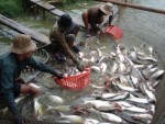 5 nguyên tắc xác định giá thành cá Tra nguyên liệu