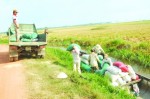 Lúa Thu Đông mất điểm tựa