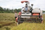 Kéo vốn ODA về cánh đồng lớn