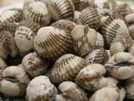 Tạm ngừng xuất khẩu vào EU một số loại nhuyễn thể hai mảnh vỏ