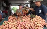 Nhãn, vải xuất ngoại sang Mỹ:  Cửa mở nhưng vào... không dễ