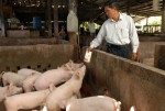 Không thể bỏ tiền vào giỏ thủng