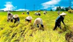Quảng Trị: Hơn 3.700 tỷ đồng cho vay nông nghiệp, nông thôn