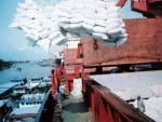 Tháng 9 xuất được 526,6 nghìn tấn gạo, trị giá hơn 230,4 triệu USD