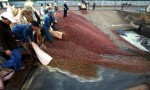 Cà phê “nóng ruột” chờ chính sách