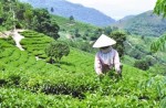 Doanh nghiệp chè khó đầu tư vùng nguyên liệu