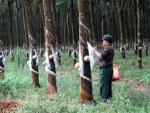 VRG dự kiến đạt doanh thu 24.500 tỷ đồng năm 2013
