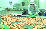 DN xuất khẩu tôm kháng kiện