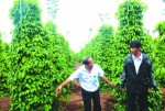 Hồ tiêu  phát triển nóng