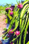 Giữ giá trị cho trái cây xuất khẩu