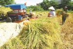 Ai chi phối chuỗi sản xuất lúa gạo?