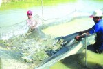 Nuôi tôm sinh thái nhiều triển vọng