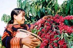 Từ nỗ lực  tự thân và liên kết