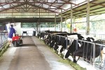 Mộc Châu phát triển chuỗi liên kết bò sữa