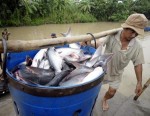 Tăng nhưng không đáng mừng