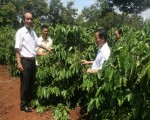 Ngân hàng cùng doanh nghiệp tái canh cà phê