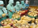 JETRO sẽ hỗ trợ xuất khẩu nông sản Việt Nam sang Nhật