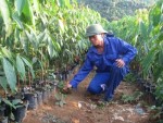 Tọa đàm: Giải pháp nào cho cây cao su ở miền Trung