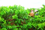 Doanh nghiệp cà phê kiến nghị mua tạm trữ