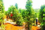 Những tỷ phú trồng tiêu