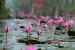 Chùm ảnh: Vẻ đẹp suối Yến - chùa Hương mùa hoa súng