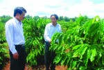 Doanh nghiệp cà phê tính chuyện nâng chất lượng