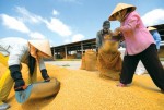 Xuất khẩu nông lâm thuỷ sản đạt hơn 25 tỷ USD