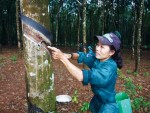 Giá cao su thiên nhiên giảm
