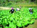 Để xuất khẩu nông sản vào Hàn Quốc