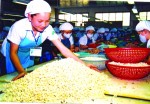 Ngành điều trước thị trường châu Phi