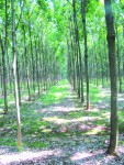 Công nghệ bắt tay với nông nghiệp