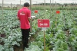 Ra mắt Thương hiệu Rau sạch Liên Thảo – sạch mà ngon