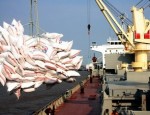 Đã xuất khẩu được gần 5,5 triệu tấn gạo, trị giá gần 2,4 tỷ USD