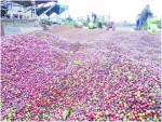Robusta Việt thắng lớn