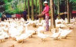 Trăm cái khó đổ đầu người chăn nuôi nhỏ