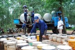 Cao su: Người trồng lao đao, địa phương vẫn muốn nhân rộng