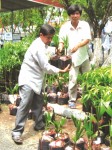 Ngành giống trong vòng xoáy thâu tóm