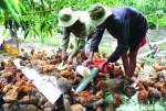 Nâng giá trị qua liên kết chăn nuôi