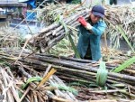 Mía đường: Vị đắng thủ công