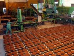 Doanh nghiệp Việt cần định hướng khi tham gia TPP