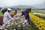 Mô hình hợp tác xã – doanh nghiệp