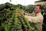 Cám cảnh với cây cà phê