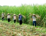 Sẽ không chỉ là 30 nghìn tấn đường nhập